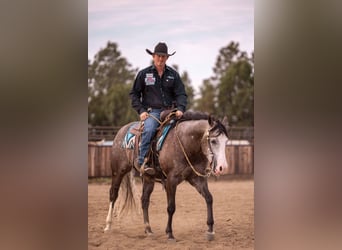 American Quarter Horse, Wallach, 6 Jahre, 150 cm, Schimmel