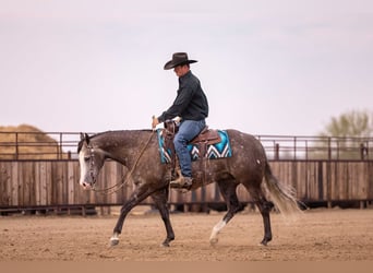 American Quarter Horse, Wallach, 6 Jahre, 150 cm, Schimmel