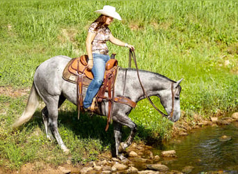 American Quarter Horse, Wallach, 6 Jahre, 150 cm, Schimmel