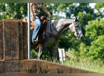 American Quarter Horse, Wallach, 6 Jahre, 150 cm, Schimmel