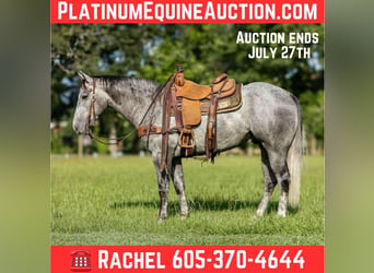 American Quarter Horse, Wallach, 6 Jahre, 150 cm, Schimmel