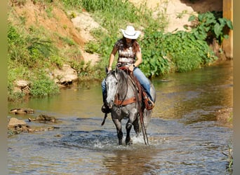 American Quarter Horse, Wallach, 6 Jahre, 150 cm, Schimmel
