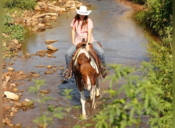 American Quarter Horse, Wallach, 6 Jahre, 150 cm, Tobiano-alle-Farben