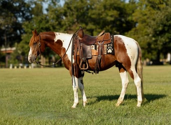American Quarter Horse, Wallach, 6 Jahre, 150 cm, Tobiano-alle-Farben