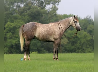 American Quarter Horse, Wallach, 6 Jahre, 152 cm, Apfelschimmel