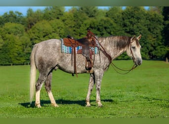 American Quarter Horse, Wallach, 6 Jahre, 152 cm, Apfelschimmel