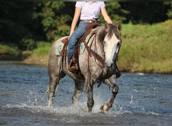 American Quarter Horse, Wallach, 6 Jahre, 152 cm, Apfelschimmel