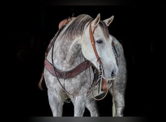 American Quarter Horse, Wallach, 6 Jahre, 152 cm, Apfelschimmel