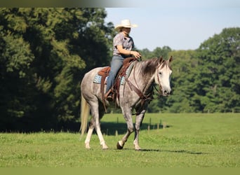 American Quarter Horse, Wallach, 6 Jahre, 152 cm, Apfelschimmel