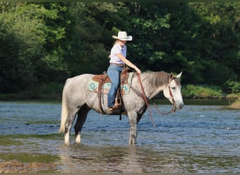 American Quarter Horse, Wallach, 6 Jahre, 152 cm, Apfelschimmel