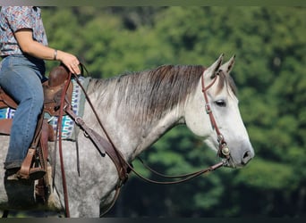 American Quarter Horse, Wallach, 6 Jahre, 152 cm, Apfelschimmel