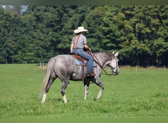 American Quarter Horse, Wallach, 6 Jahre, 152 cm, Apfelschimmel