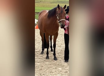 American Quarter Horse, Wallach, 6 Jahre, 152 cm, Brauner