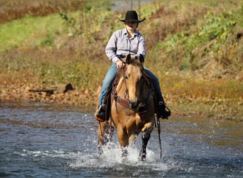 American Quarter Horse, Wallach, 6 Jahre, 152 cm, Buckskin