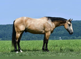 American Quarter Horse, Wallach, 6 Jahre, 152 cm, Buckskin