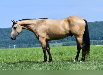 American Quarter Horse, Wallach, 6 Jahre, 152 cm, Buckskin