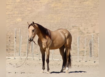 American Quarter Horse, Wallach, 6 Jahre, 152 cm, Buckskin