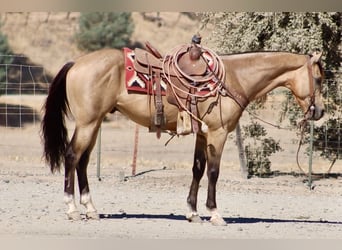 American Quarter Horse, Wallach, 6 Jahre, 152 cm, Buckskin