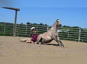American Quarter Horse, Wallach, 6 Jahre, 152 cm, Buckskin