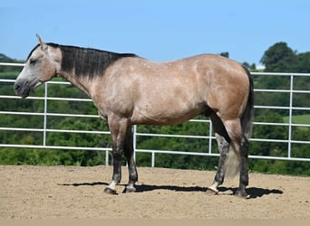 American Quarter Horse, Wallach, 6 Jahre, 152 cm, Buckskin