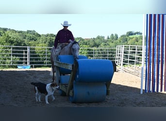 American Quarter Horse, Wallach, 6 Jahre, 152 cm, Buckskin