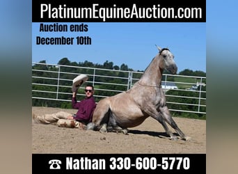 American Quarter Horse, Wallach, 6 Jahre, 152 cm, Buckskin