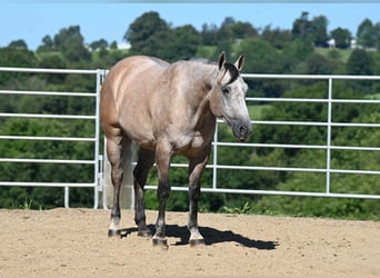 American Quarter Horse, Wallach, 6 Jahre, 152 cm, Buckskin