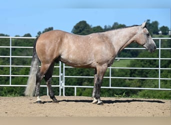 American Quarter Horse, Wallach, 6 Jahre, 152 cm, Buckskin
