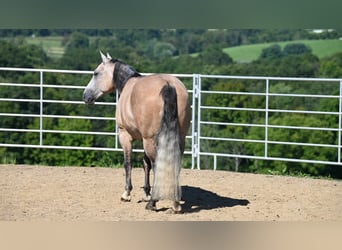 American Quarter Horse, Wallach, 6 Jahre, 152 cm, Buckskin