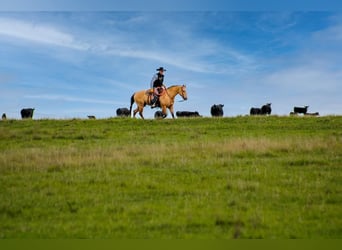 American Quarter Horse, Wallach, 6 Jahre, 152 cm, Buckskin