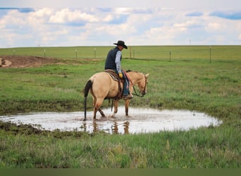 American Quarter Horse, Wallach, 6 Jahre, 152 cm, Buckskin
