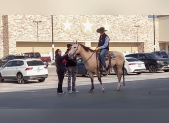 American Quarter Horse, Wallach, 6 Jahre, 152 cm, Buckskin