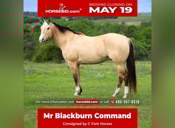 American Quarter Horse, Wallach, 6 Jahre, 152 cm, Buckskin