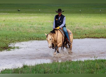 American Quarter Horse, Wallach, 6 Jahre, 152 cm, Buckskin