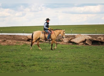 American Quarter Horse, Wallach, 6 Jahre, 152 cm, Buckskin