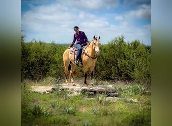 American Quarter Horse, Wallach, 6 Jahre, 152 cm, Buckskin