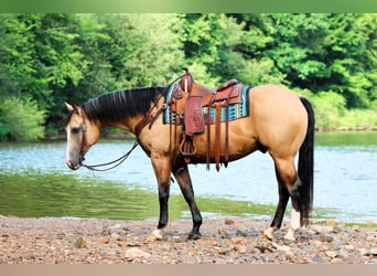 American Quarter Horse, Wallach, 6 Jahre, 152 cm, Buckskin