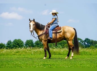 American Quarter Horse, Wallach, 6 Jahre, 152 cm, Buckskin