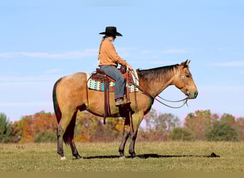 American Quarter Horse, Wallach, 6 Jahre, 152 cm, Buckskin
