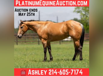 American Quarter Horse, Wallach, 6 Jahre, 152 cm, Buckskin