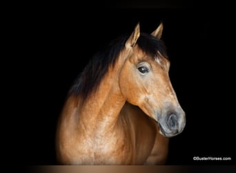American Quarter Horse, Wallach, 6 Jahre, 152 cm, Buckskin