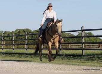 American Quarter Horse, Wallach, 6 Jahre, 152 cm, Buckskin