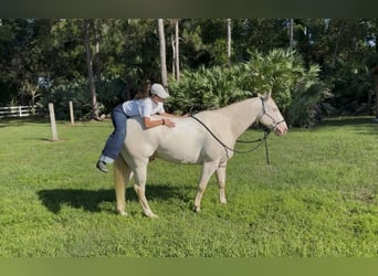 American Quarter Horse, Wallach, 6 Jahre, 152 cm, Cremello