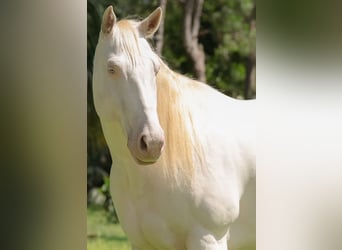 American Quarter Horse, Wallach, 6 Jahre, 152 cm, Cremello