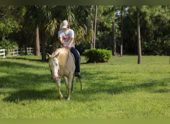 American Quarter Horse, Wallach, 6 Jahre, 152 cm, Cremello
