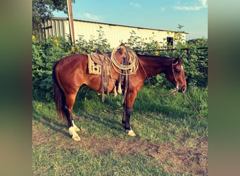 American Quarter Horse, Wallach, 6 Jahre, 152 cm, Dunkelbrauner
