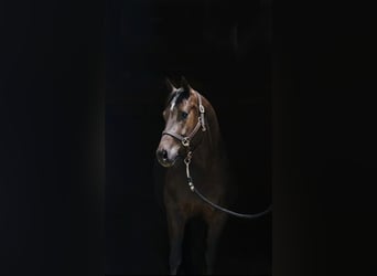 American Quarter Horse, Wallach, 6 Jahre, 152 cm, Dunkelbrauner