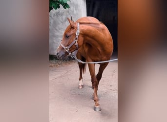 American Quarter Horse, Wallach, 6 Jahre, 152 cm, Dunkelfuchs