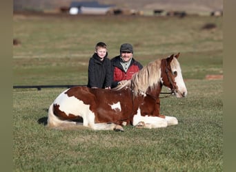 American Quarter Horse, Wallach, 6 Jahre, 152 cm, Dunkelfuchs