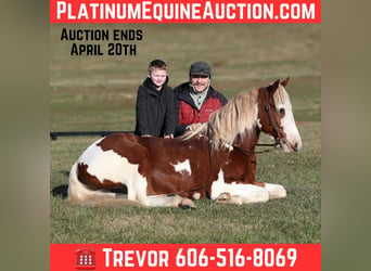 American Quarter Horse, Wallach, 6 Jahre, 152 cm, Dunkelfuchs